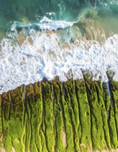 Green algae on the sandy shore of an ocean. Fascinating phenomenon of wild coastline with green