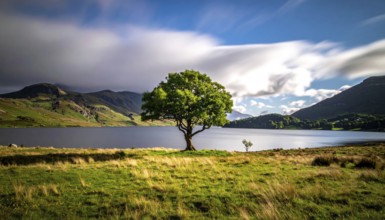 Single and lonely tree near to a lake, meadow and lot of wild grass around, hilly wilderness