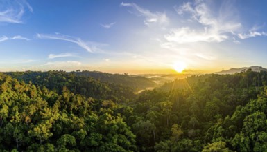 Banner background of tropical forest landscape scene, green wild jungle, cloudy sky at morning,