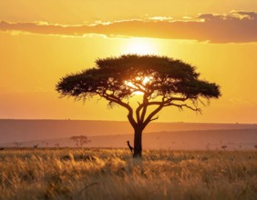 Single acacia tree in the savannah at sunset, solitude in the wild, dry grass in the foreground,