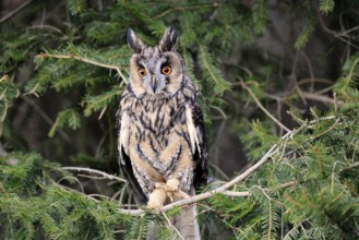 Long-eared owl (Asio otus), adult, on tree, in winter, alert, Bohemian Forest, Czech Republic,