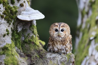 Tawny owl (Strix aluco), adult, on tree, in winter, alert, Bohemian Forest, Czech Republic, Europe,