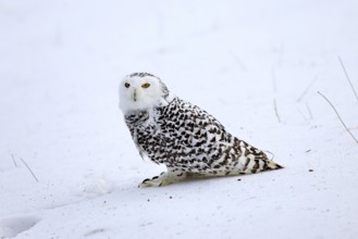 Snowy owl (Nyctea scandiaca), snowy owl, adult, alert, in snow, foraging, in winter, Bohemian