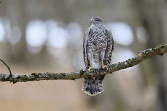 Hawk (Astur gentilis), adult, female, on tree, in winter, alert, Bohemian Forest, Czech Republic,