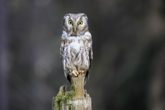 Roughfoot owl (Aegolius funereus), groufoot owl, adult, perch, alert, in winter, Bohemian Forest,