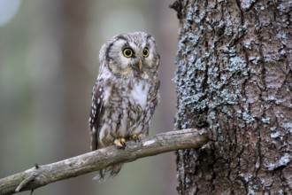 Roughfoot owl (Aegolius funereus), groufoot owl, adult, on tree, alert, in winter, Bohemian Forest,