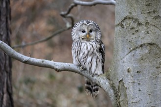 Hawk owl (Strix uralensis), adult, in winter, on tree, Bohemian Forest, Czech Republic, Europe,