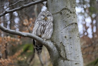 Hawk owl (Strix uralensis), adult, in winter, on tree, on tree trunk, Bohemian Forest, Czech