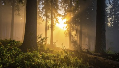 Sunlight streaming through a dense, misty forest, Fog covered forest in summer with mystic golden