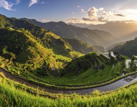 Early morning light bathes Philippines rice terraces cascading down mountain slopes, beautiful