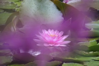 Picturesque water lily, summer, Germany