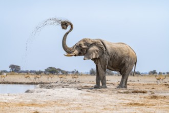 African elephant (Loxodonta africana), adult male, splashes water at the waterhole, Nxai Pan