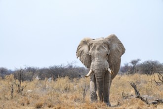 African elephant (Loxodonta africana), adult male in the savanna, Nxai Pan National Park, Botswana