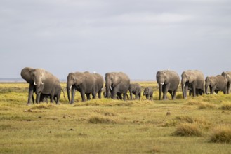 African elephant (Loxodonta africana) large herd with young animals and herons (Bubulcus ibis), in