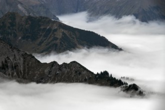 Ridge with conifers sticking out of fog, Allgäu Alps, near Oberstdorf, Oberallgäu, Allgäu, Bavaria,