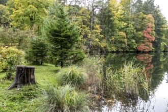 Autumn atmosphere, autumn-colored trees at Lake Mittersee, Füssen, Allgäu, Bavaria, Germany