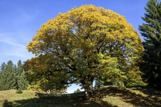 Sycamore tree in autumn colors, Hochleite, near Schwand, Oberstdorf, Oberallgäu, Allgäu, Bavaria,