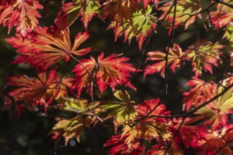 Adenhut leaf maple (Acer japonicum aconitifolium), autumn leaves, Emsland, Lower Saxony, Germany