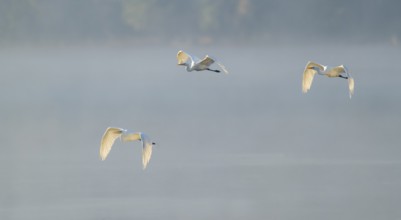 Great egret (Ardea alba), three herons flying over a lake in warm, orange morning light, Lower