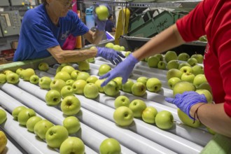 Berrien Springs, Michigan - Fresh apples are sorted and packed at Hildebrand Fruit Farms. Michigan