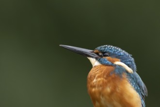 Common kingfisher (Alcedo atthis) adult male bird head portrait, England, United Kingdom
