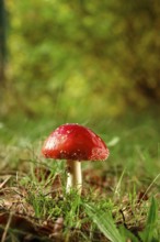 Fairytale toadstool, autumn, Germany