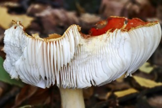 Fairytale toadstool, autumn, Germany