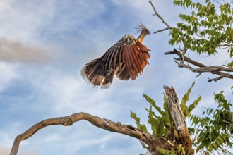 A bird with a feathered cap flies off a branch against a blue sky, the hoatzin (Opisthocomus