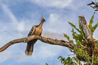 A bird with a feathered cap sits majestically on a branch against a blue sky, the hoatzin