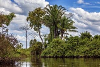 Lush palm trees and green vegetation by the water under a blue, cloudy sky, The pampas swamps in