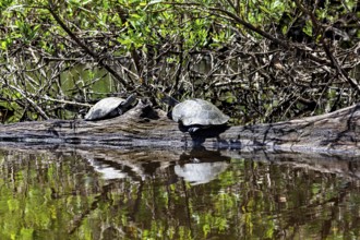 Two turtles on a tree trunk with their reflection in the water in the midst of wild vegetation, The
