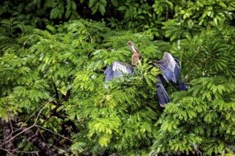A bird with outstretched wings sits in the lush greenery of a tree, The American Darter (Anhinga