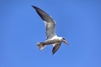 A bird with a yellow beak flies majestically against a clear blue sky, the large-billed tern