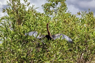 A bird sits with outstretched wings high in dense bushes under a cloudy sky, The American Darter