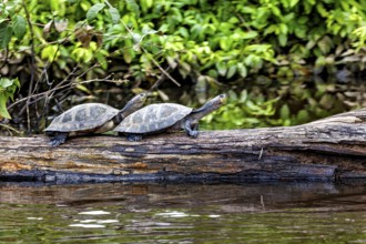 Two turtles on a tree trunk by the water, surrounded by green vegetation and a peaceful atmosphere,
