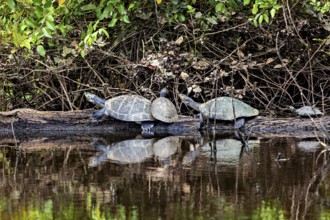 A pair of turtles on a tree trunk are seen in the calm waters of a natural environment, The Terekay