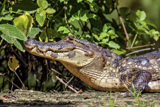 A resting crocodile lies in a green, plant-rich environment, The black caiman (Melanosuchus niger),