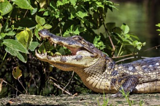 A crocodile with its mouth open in a green environment with plants, The black caiman (Melanosuchus