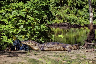 A crocodile on a riverbank in a green, overgrown environment, The black caiman (Melanosuchus