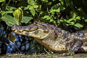 A resting crocodile lies in a green environment surrounded by plants, The black caiman