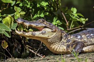 A crocodile with its mouth open in a green, plant-rich environment, the black caiman (Melanosuchus