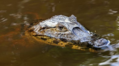 A crocodile swims partially submerged on the surface of the water, the black caiman (Melanosuchus