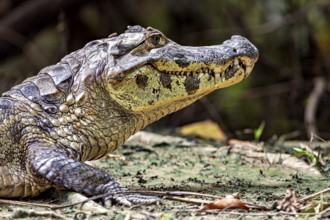 Side view of a crocodile on the ground, the head in profile, The black caiman (Melanosuchus niger),