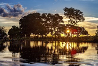 Sunset bathes the landscape in a golden light, trees are reflected in the water, The pampas swamps