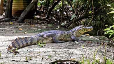 A crocodile lies on the ground surrounded by vegetation, The black caiman (Melanosuchus niger),