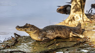 A crocodile rests in the shade of a tree on the bank of a body of water, The black caiman