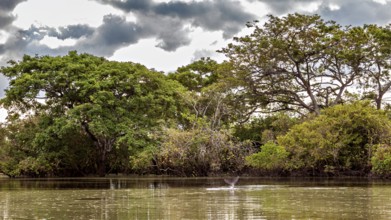 A calm river with overgrown banks and dramatic skies, The Bolivian river dolphin (Inia boliviensis)