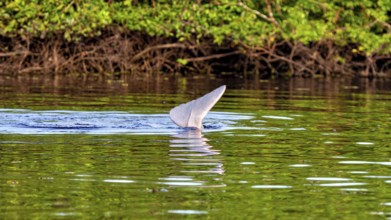 A dolphin's tail fin protrudes from the calm river in front of dense green vegetation, The Bolivian
