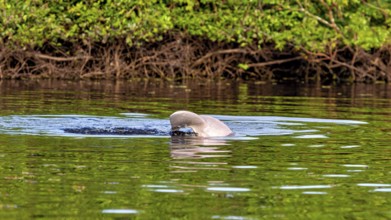 A dolphin emerges from the surface of a green river, The Bolivian river dolphin (Inia boliviensis)