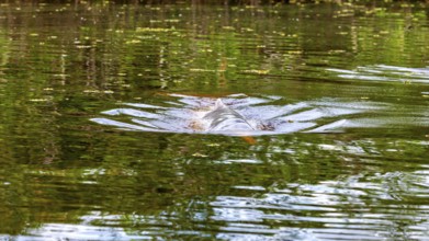 Calm water surface with green reflections of the surroundings, The Bolivian river dolphin (Inia